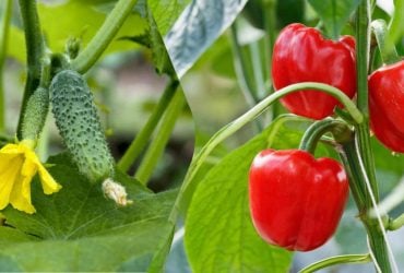 Убойная подкормка для перцев и огурцов: щит от вредителей и болезней до заморозков