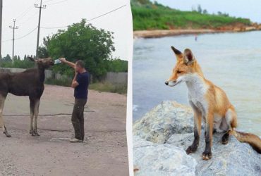 Совсем страх потеряли: ученый объяснил, почему дикие звери начали заходить в города