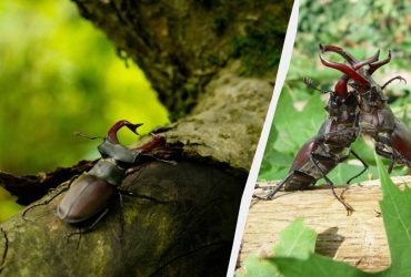 Самому большому и знаменитому жуку Украины негде жить из-за лесников, - экологи