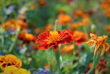 Как вырастить бархатцы из семян: пошаговое руководство для яркого сада