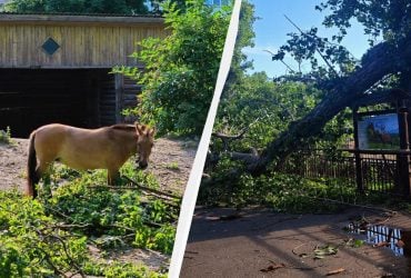 Київський зоопарк суттєво постраждав через негоду (фото)