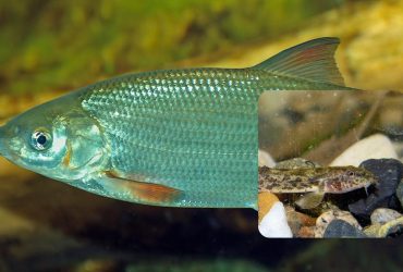 В Украине исчезают редкие виды рыб: ихтиолог объяснила, почему так происходит