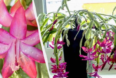 Что не любит рождественник: садоводы назвали 5 фатальных ошибок в уходе