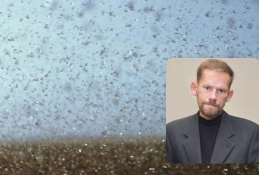 Есть ли угроза нашествия саранчи на территории Киевщины: биолог оценил ситуацию