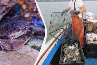 Черное море активно захватывает новый хищник: экологи объяснили, в чем опасность