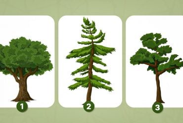 Яке дерево ви оберете: тест на унікальні сторони особистості