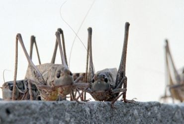 Зграя діє як торнадо: фахівець розповів про улюблені ласощі сарани