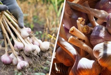 Когда выкапывать озимый и яровой чеснок в августе-сентябре: лунный календарь