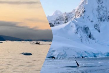 Українські вчені примудрилися та взяли біопсію у косаток (відео)