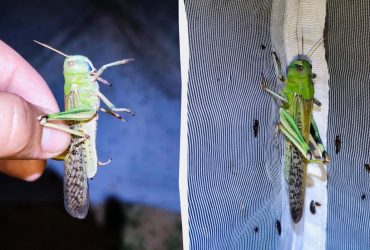 Нашестя сарани: вчений розповів, звідки взялися комахи та як від них захиститися