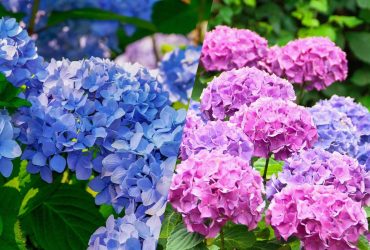 Как придать гортензии насыщенный голубой цвет: садовод поделилась секретами