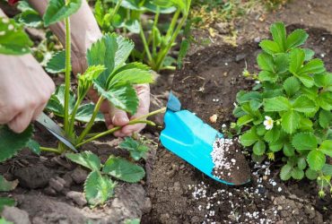 Ни раньше, ни позже: когда нужно обрезать клубнику после сбора урожая