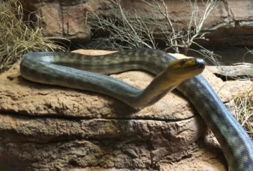 Розмір - понад 2 метри, а вага - менш ніж 2 кг: що відомо про найотруйнішу у світі змію