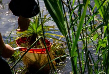 Бабка-хижак та молюски: під час гідробіологічних досліджень біля ЧАЕС знайшли рідкісні види