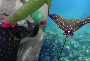 Учені вперше простежили за невловимим морським хижаком, який мешкає на Бермудах