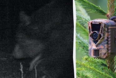 В Чернобыле заметили огромного хищника (фото)