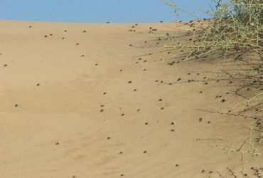 Учені зробили парадоксальне відкриття про жуків у найстарішій пустелі на Землі