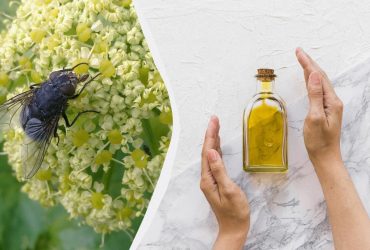 Эксперты по уборке рассказали, какой запах ненавидят мухи: он отпугнет их сразу