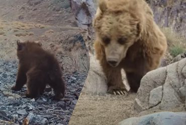 Самый редкий медведь в мире попался в фотоловушку в Монголии: ученые ошеломлены