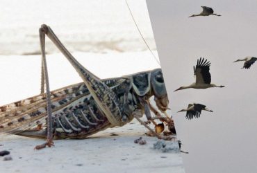 Ученый рассказал, какие птицы могут уничтожать целые полчища саранчи