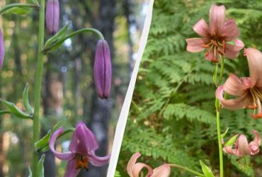 Возле Чернобыльской АЭС нашли мистический цветок (фото)