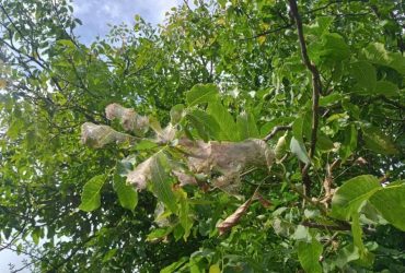 На Львовщине появился опасный вредитель из Америки: введен карантин