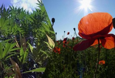 Какие растения запрещено выращивать на даче: юрист дала ответ