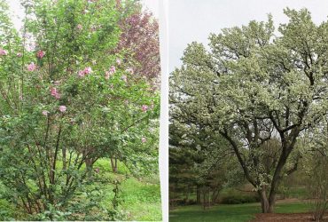 Садоводы назвали 7 кошмарных растений, которые не стоит сажать рядом с домом