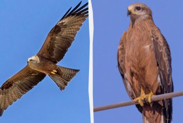 Біолог назвав найпоширенішого у світі хижого птаха: де він живе і в чому його сила