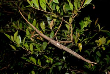 В Австралії вчені виявили нову комаху-гіганта (фото, відео)