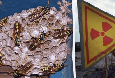 У США завелися радіоактивні оси, - Bild