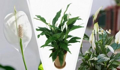 Чому скручується листя спатифілуму: 3 кроки до порятунку
