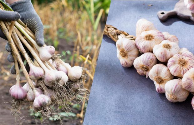 Озимый чеснок нужно выкопать до этой даты: точные сроки по лунному календарю