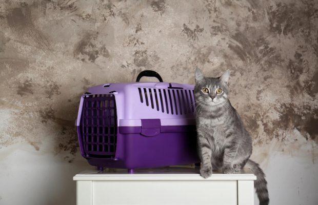 В Україні затвердили нові правила перевезення тварин в автобусах: що треба знати