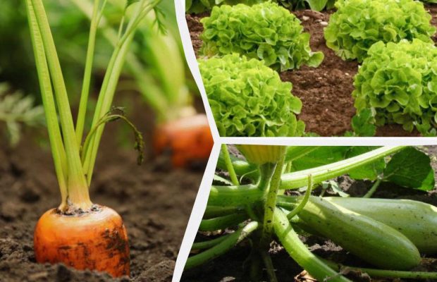 В июле еще не поздно: фермеры назвали 8 овощей, которые можно сеять в середине лета