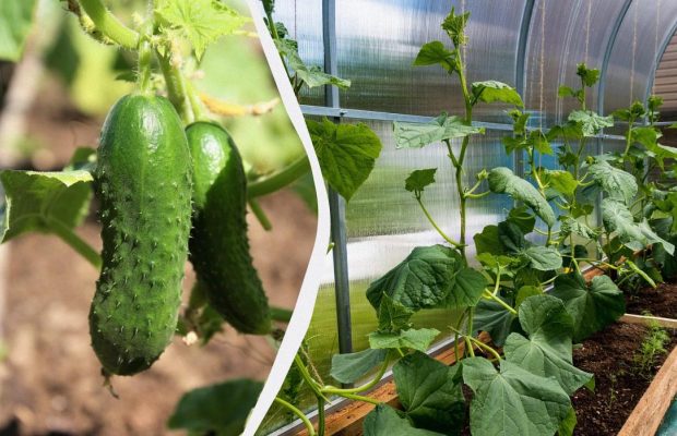 1 стакан под куст - и огурцы начнут плодоносить в 5 раз активнее: полить надо в июле