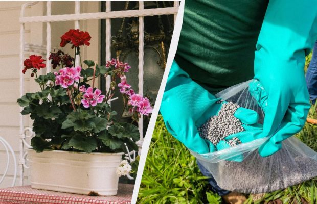 Герань обожает это удобрение: эксперты рекомендуют вносить его каждые 2 недели