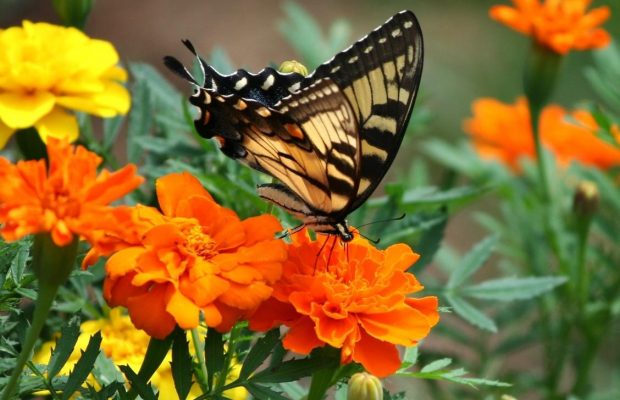 Чтобы бархатцы обильно цвели до конца лета, надо не забыть об этом в июле