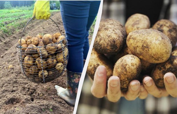 Когда копать картошку в 2025 году по лунному календарю: только эти даты подходят