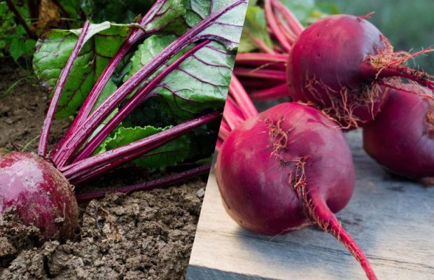 Когда выкапывать свеклу по лунному календарю в 2025 году: только эти даты подходят