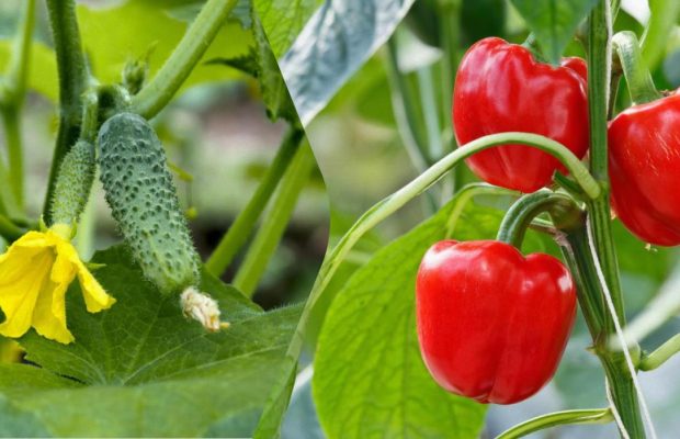 Убойная подкормка для перцев и огурцов: щит от вредителей и болезней до заморозков