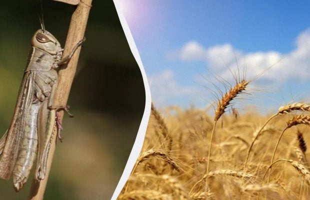 Это дедовское средство истребит саранчу моментально: вредитель больше не вернется