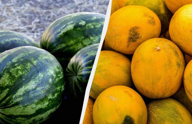 Арбузы и дыни будут, как "херсонские": чем подкормить в конце июля - начале августа