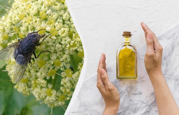 Эксперты по уборке рассказали, какой запах ненавидят мухи: он отпугнет их сразу