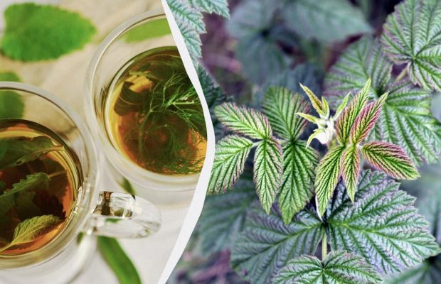 Какие листья малины подходят для чая, когда их собирать и как сушить: полная инструкция