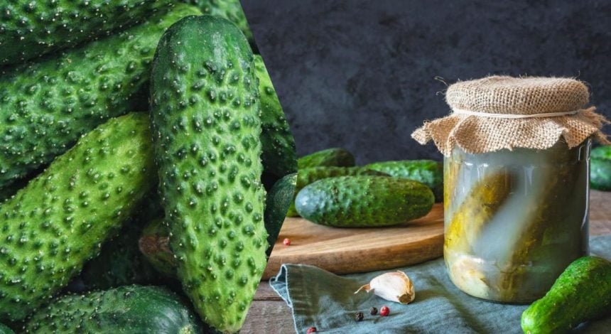 Вкусные малосольные огурцы за 3 часа: оригинальный рецепт