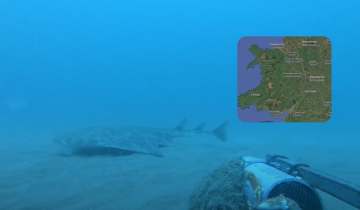 Акулы-ангелы находятся под угрозой исчезновения / Коллаж УНИАН / Скриншоты Акулы-ангелы находятся под угрозой исчезновения / Коллаж УНИАН / Скриншоты