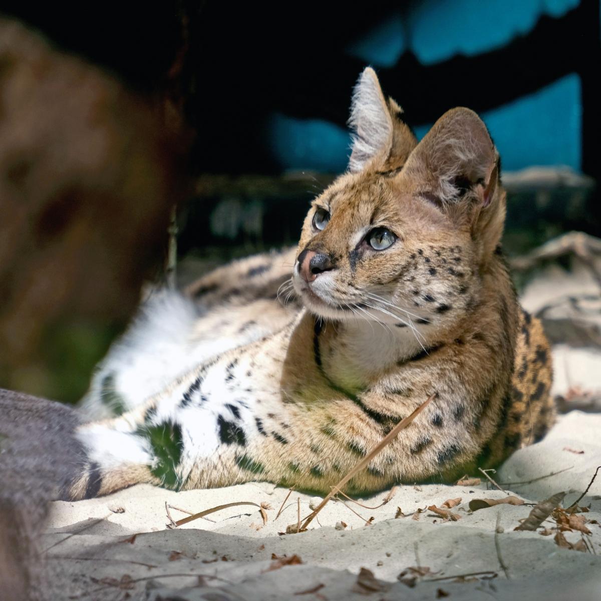In the Kiev Zoo showed offs from the frontier ski In the Kiev Zoo showed offs from the frontier ski