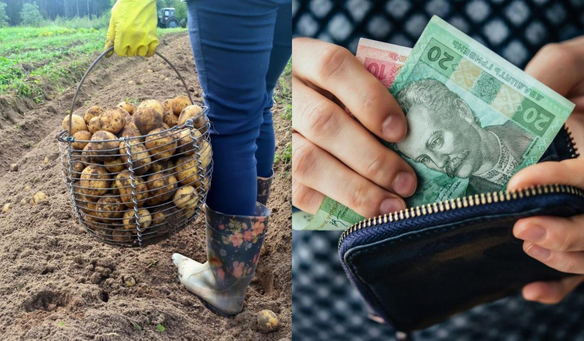 Эксперт отметил, что в течение мая по всей Украине было достаточно осадков, которые положительно повлияли на формирование урожая картофеля / Коллаж УНИАН, фото - ua.depositphotos.com Эксперт отметил, что в течение мая по всей Украине было достаточно осадков, которые положительно повлияли на формирование урожая картофеля / Коллаж УНИАН, фото - ua.depositphotos.com