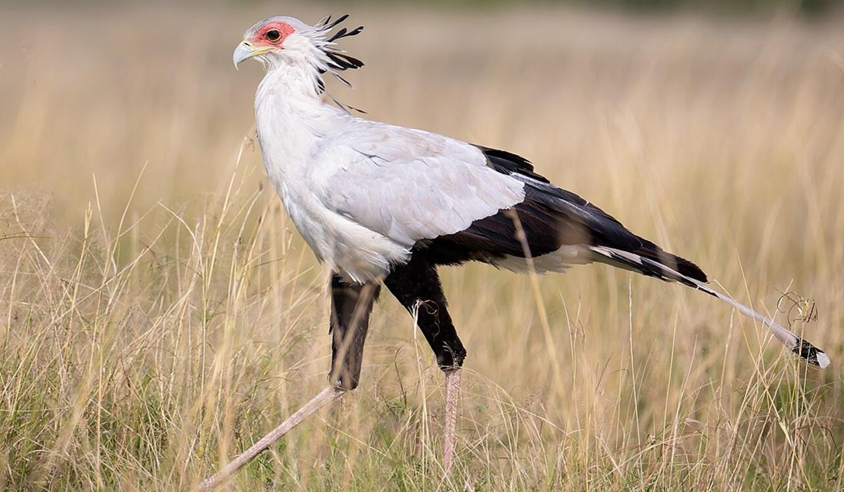 Птах-секретар сильно відрізняється від інших хижих птахів / фото - wikimedia.org Птах-секретар сильно відрізняється від інших хижих птахів / фото - wikimedia.org